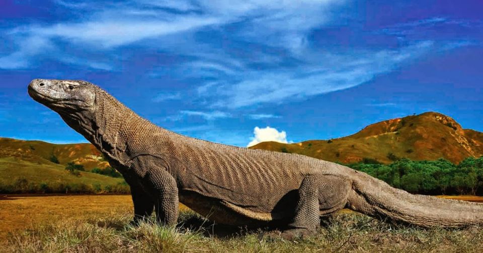 Large lizard, Komodo dragon, giant lizard, island, facts, Large dragons Large lizard, Komodo dragon, giant lizard, island, facts, Large dragons